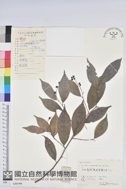 日本五月茶、南投五月茶藏品圖，第1張