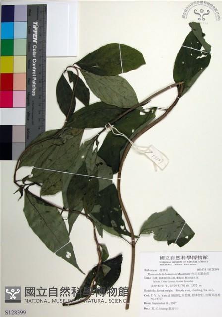 台北玉葉金花藏品圖，第1張