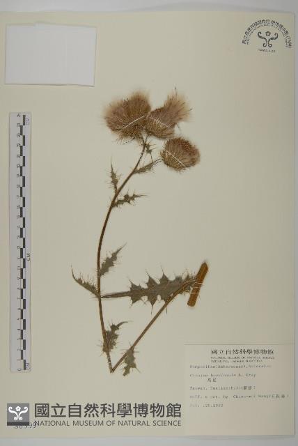 鱗毛薊藏品圖，第1張
