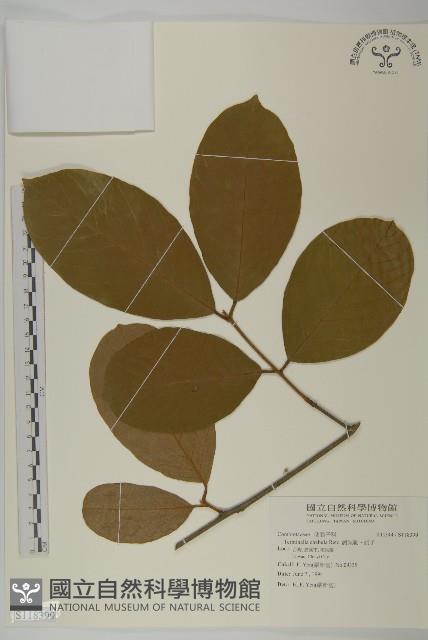 訶梨勒、訶子藏品圖，第1張