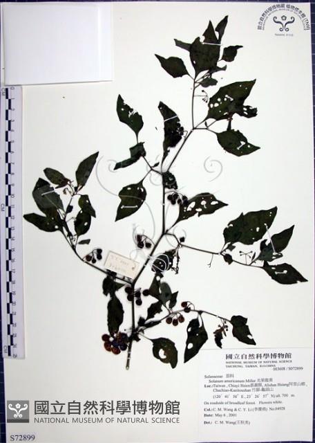 光果龍葵藏品圖，第1張