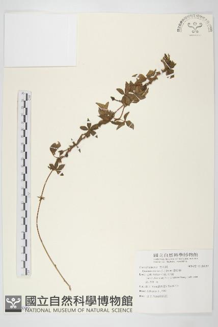 番仔藤藏品圖，第1張