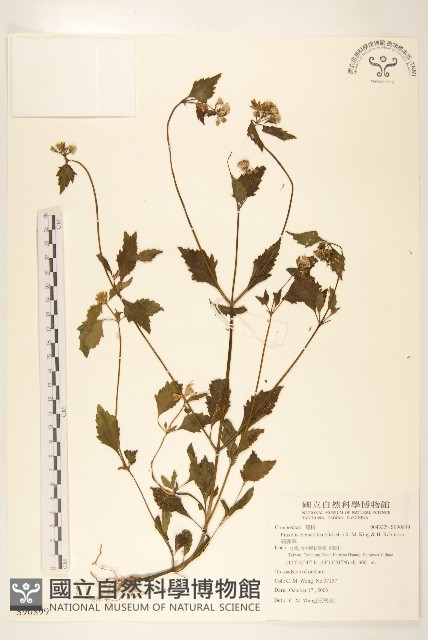 貓腥草藏品圖，第1張
