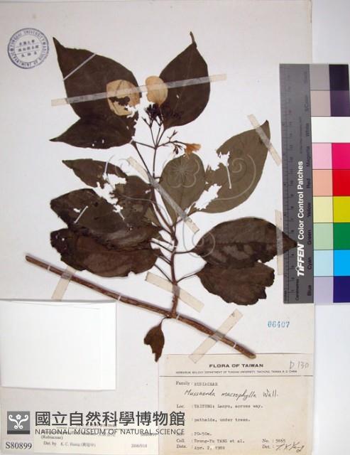 玉葉金花藏品圖，第1張