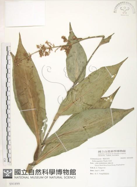 杜若藏品圖，第1張