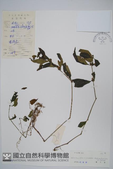 登錄號:S041899藏品圖，第1張