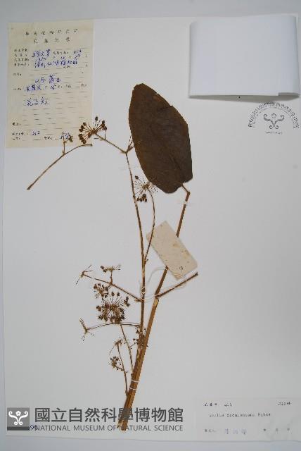 鵲不踏藏品圖，第1張