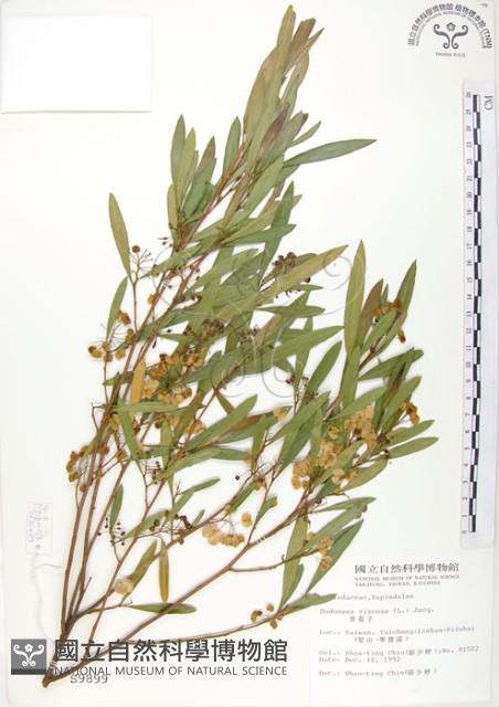 車桑子藏品圖，第1張