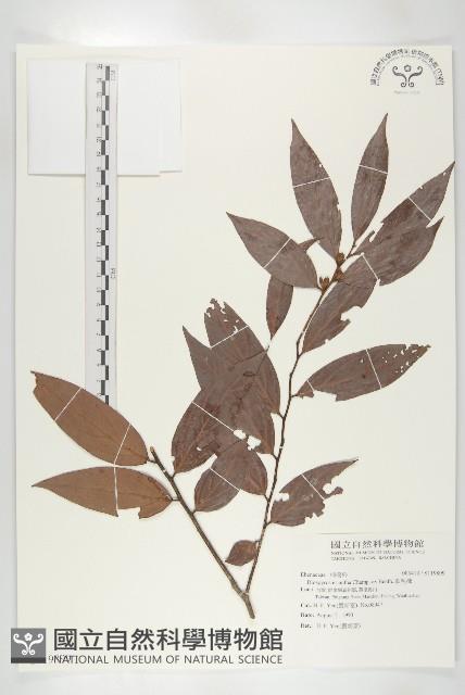 軟毛柿藏品圖，第1張