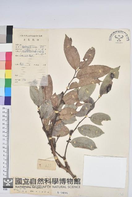 錫蘭饅頭果，香港饅頭果，大葉饅頭果，香港算盤子藏品圖，第1張