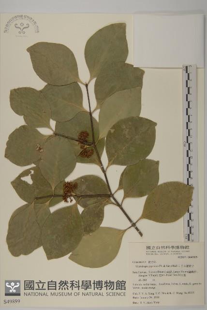 日本賽衛矛、日本假衛矛藏品圖，第1張