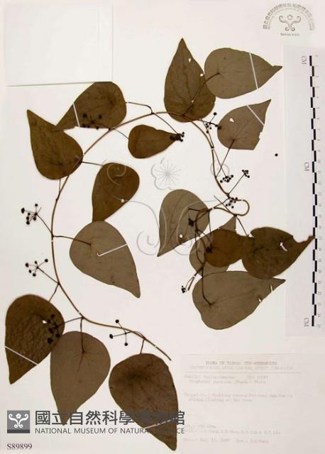 千金藤、金線吊烏龜藏品圖，第1張