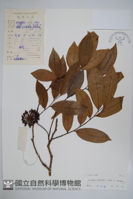 野獨活藏品圖，第1張