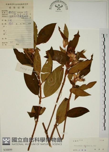 野牡丹藏品圖，第1張