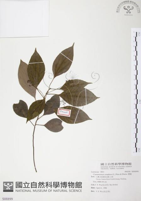 樟樹藏品圖，第1張