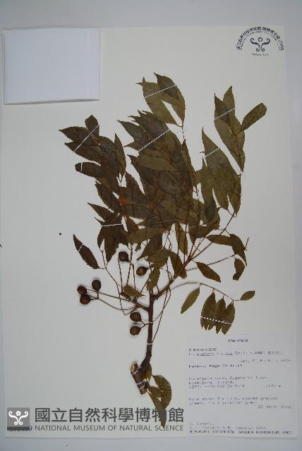 登錄號:S093899藏品圖，第1張