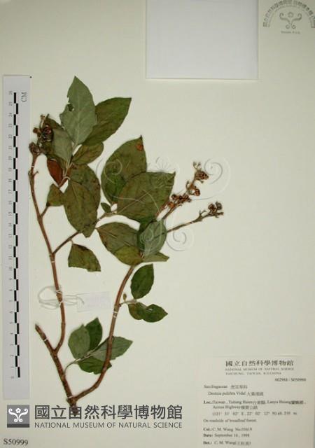 大葉溲疏藏品圖，第1張