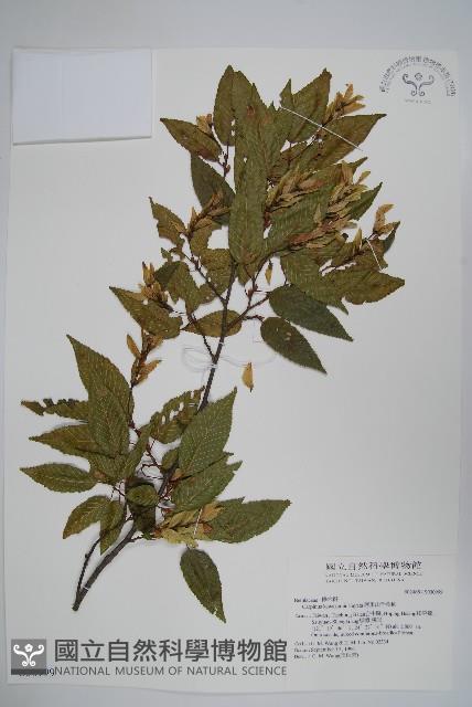 阿里山千金榆藏品圖，第1張