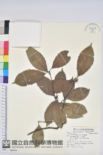 滇青岡藏品圖，第1張