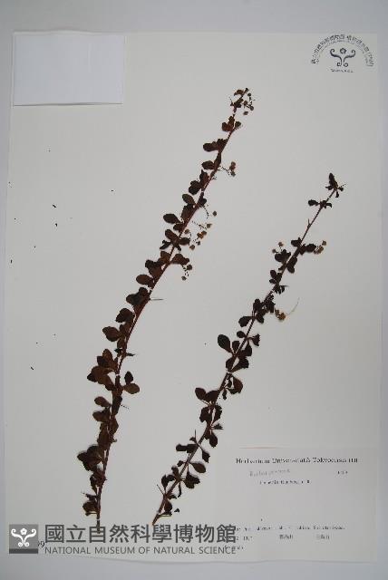 日本小檗藏品圖，第1張