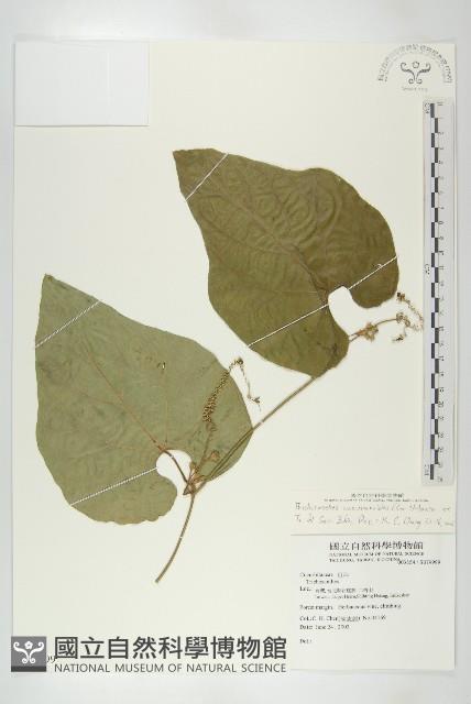 王瓜藏品圖，第1張