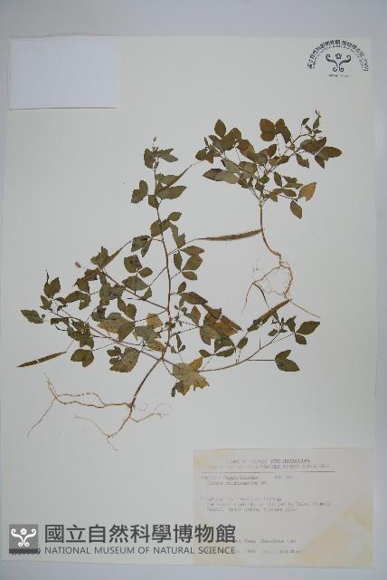 平伏莖白花菜、成功白花菜藏品圖，第1張