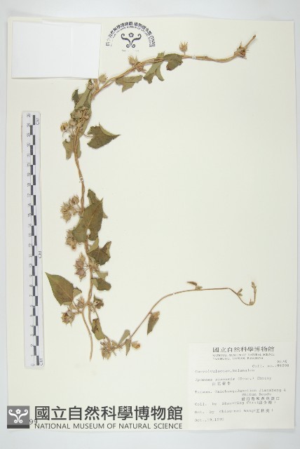 白花牽牛藏品圖，第1張
