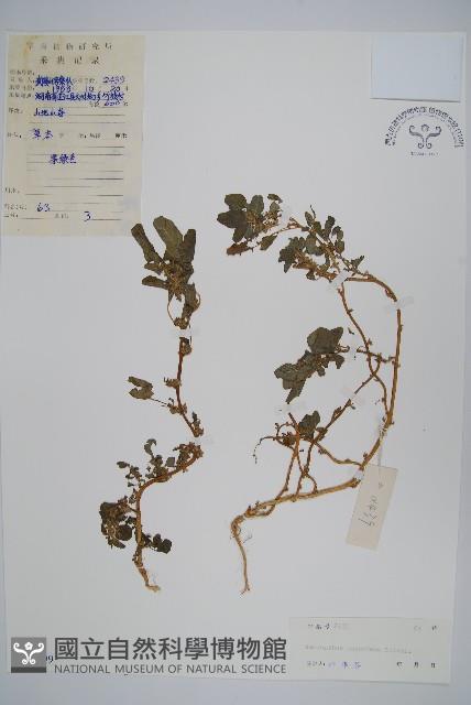 凹頭莧藏品圖，第1張