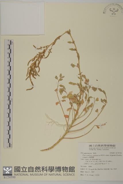 變葉藜藏品圖，第1張