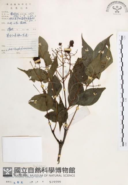 灰色木藍藏品圖，第1張