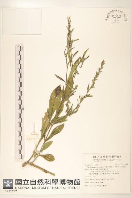 假地膽草藏品圖，第1張