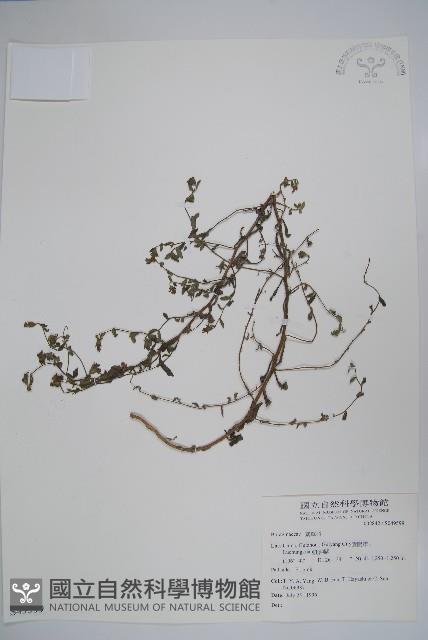 登錄號:S049599藏品圖，第1張