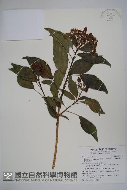 臺灣常春藤藏品圖，第1張