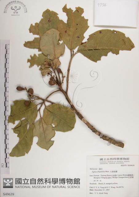 Large Leaf Aglaia Collection Image