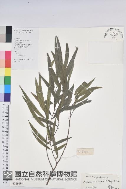 小葉五月茶藏品圖，第1張