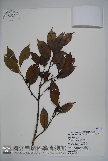 臺灣糊樗藏品圖，第1張