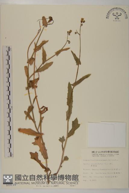 纓絨花藏品圖，第1張