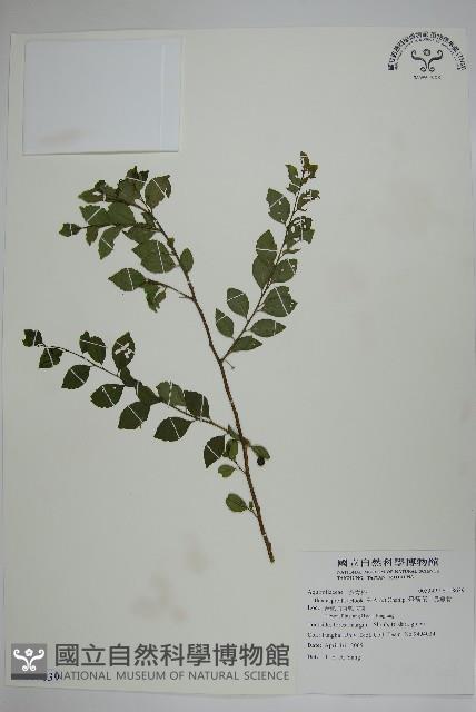 燈稱花、烏雞骨藏品圖，第1張