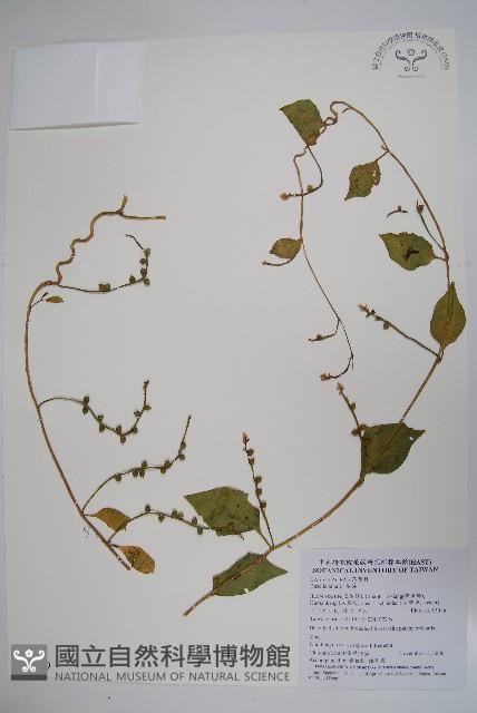 落葵藏品圖，第1張