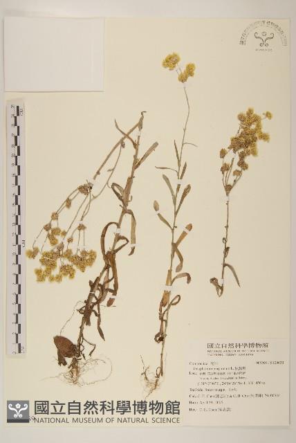 鼠麴舅藏品圖，第1張