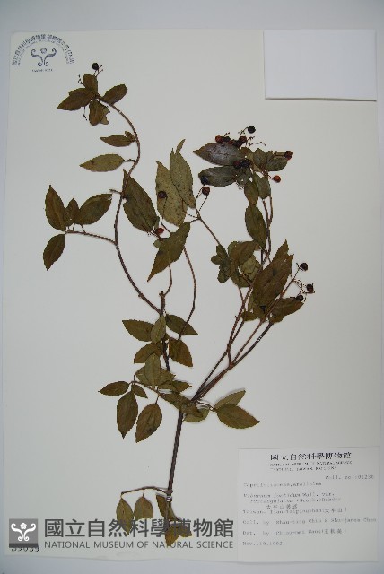 狹葉莢迷藏品圖，第1張
