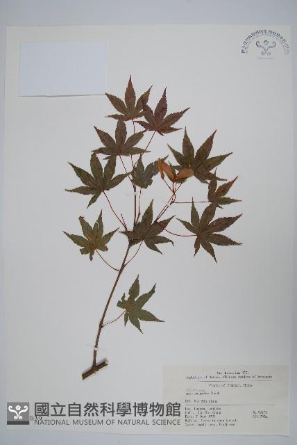 雞爪槭藏品圖，第1張