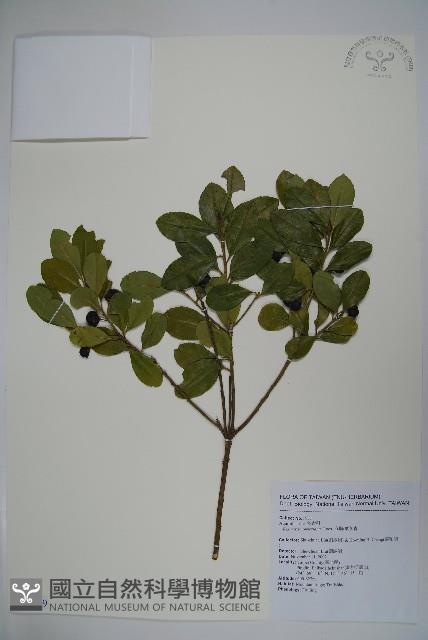 倒卵葉冬青、金平氏冬青藏品圖，第1張