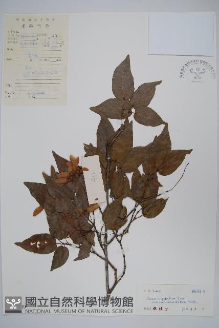 小紫果槭藏品圖，第1張