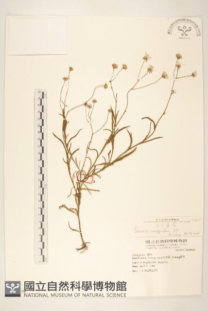 窄葉黃菀藏品圖，第1張