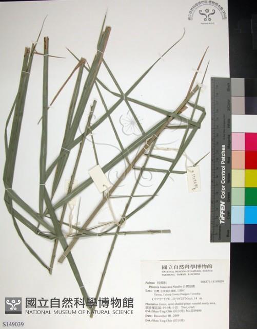 台灣海棗藏品圖，第1張