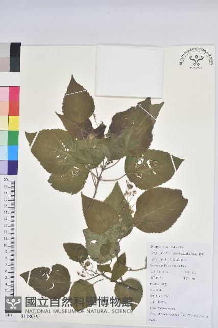 假扎包葉藏品圖，第1張