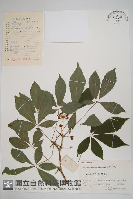 剛毛五加藏品圖，第1張