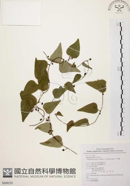 千金藤、金線吊烏龜藏品圖，第1張