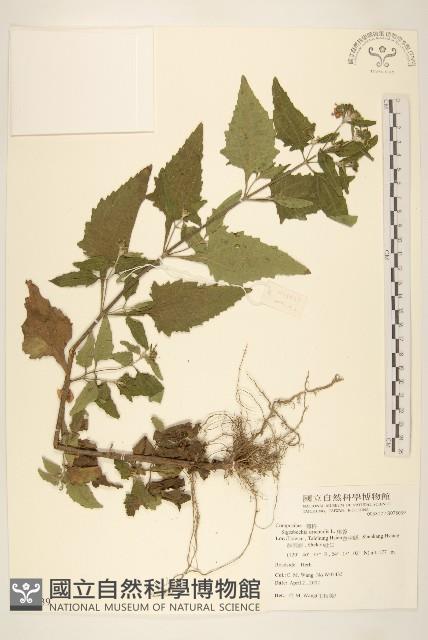 豨薟藏品圖，第1張